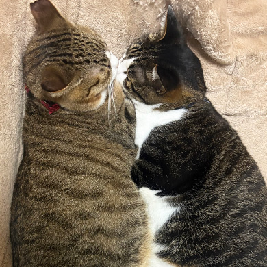 fdにゃんず| Free Magazine fd