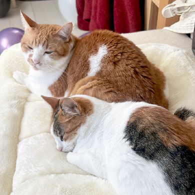 fdにゃんず| Free Magazine fd