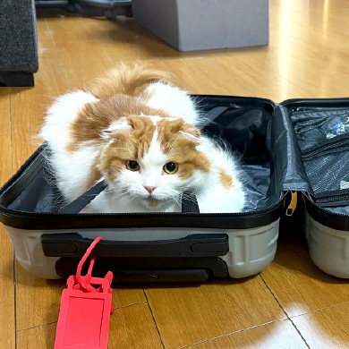 fdにゃんず| Free Magazine fd