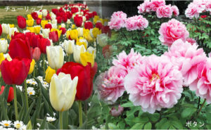 須磨離宮公園春　花めぐり